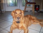 Sandy - Golden Retriever Femelle (8 ans)