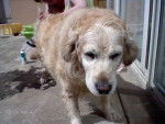 Aulimpe - Golden Retriever Femelle (12 ans)