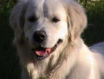 Booguy - Golden Retriever Mâle (5 ans)