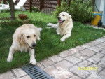 baboo et Lila - Golden Retriever