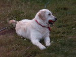 éclipse - Golden Retriever Femelle (2 ans)