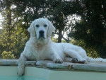 Boca - Golden Retriever Mâle (6 ans)