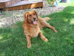 Henry (in real life) - Golden Retriever Mâle (Autre)