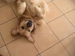 Twist - Golden Retriever Mâle (6 ans)
