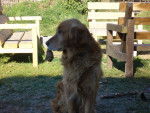 goethe - Golden Retriever Mâle (11 ans)