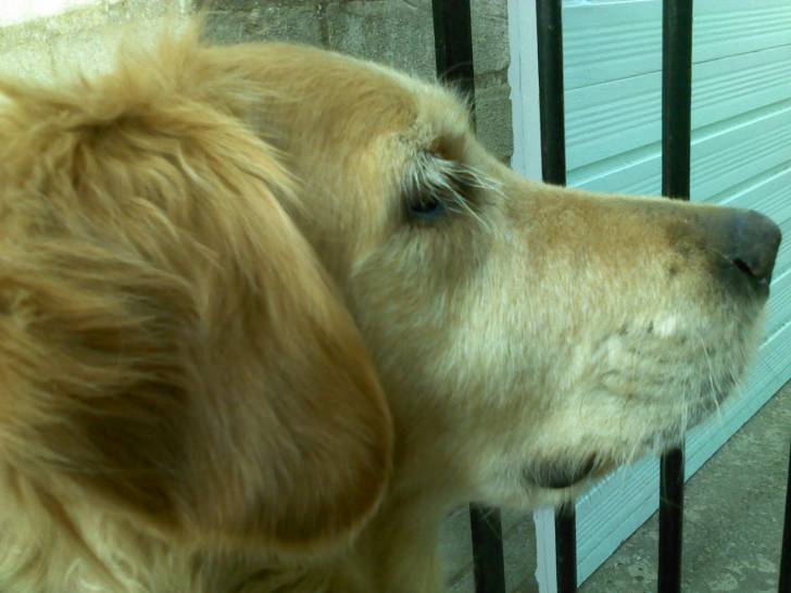 ollie - Golden Retriever Mâle (9 ans)
