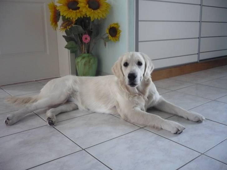 Emy - Golden Retriever Femelle (8 mois)