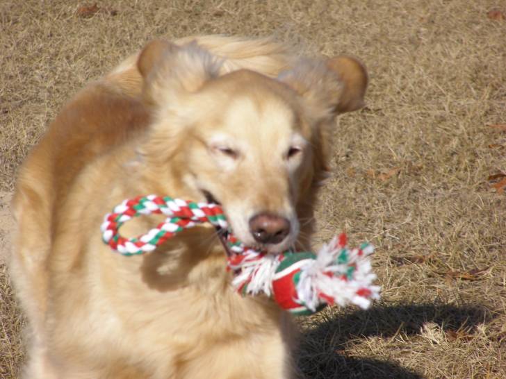Buddy - Golden Retriever Mâle (6 ans)