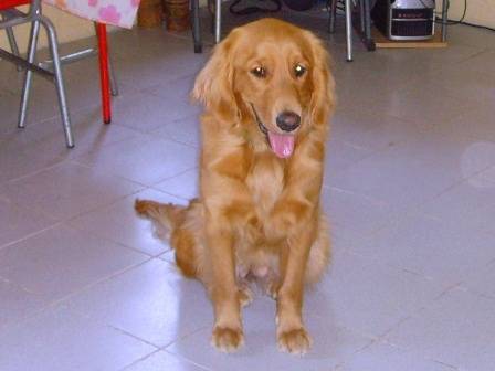 MANDDY - Golden Retriever Femelle (4 ans)