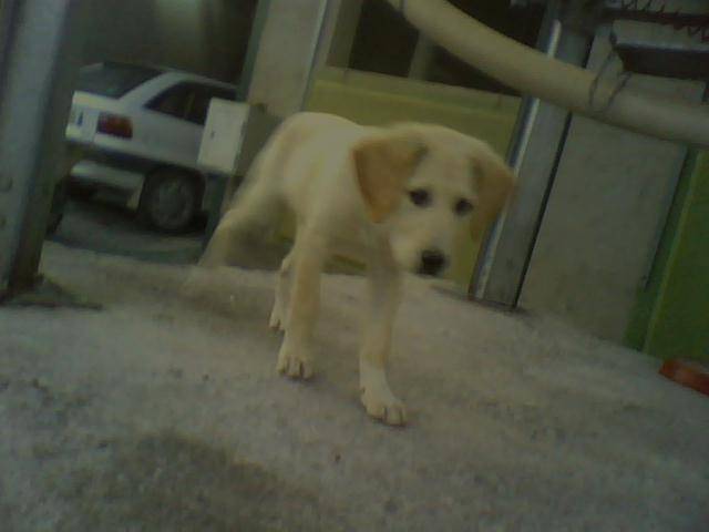 Syra - Golden Retriever Femelle (7 mois)