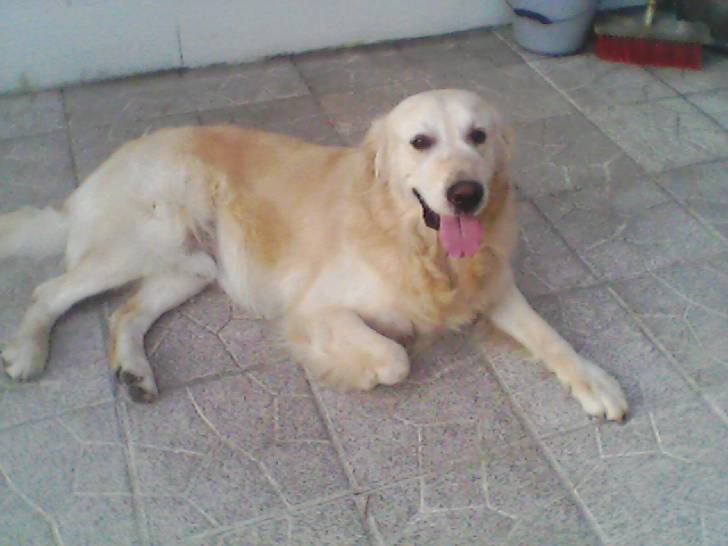 Cosmos - Golden Retriever Mâle (5 ans)