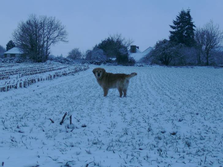 prelube - Golden Retriever Mâle (7 ans)