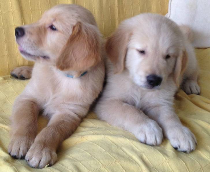 goldi - Golden Retriever Femelle (1 an)