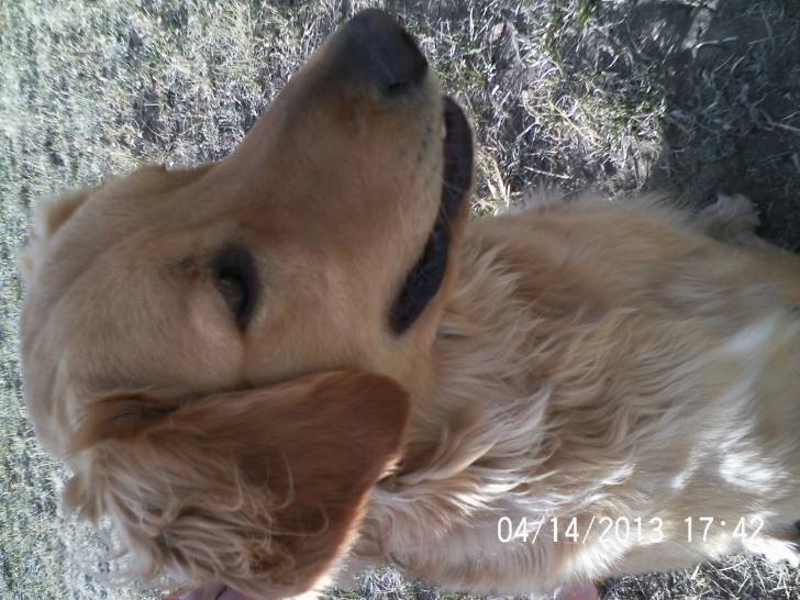 Alvin - Golden Retriever Mâle (1 an)