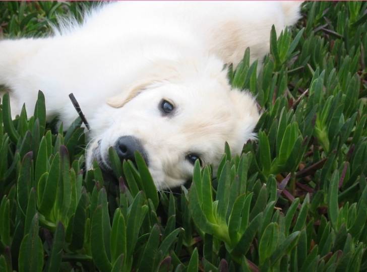 Elliote - Golden Retriever Mâle (5 mois)