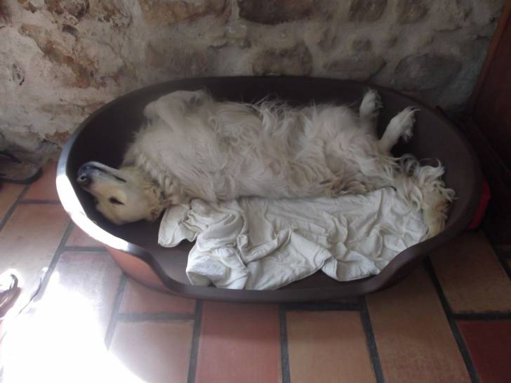 Triphon - Golden Retriever Mâle (Autre)