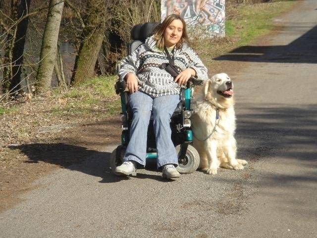 golden retriever able - Golden Retriever