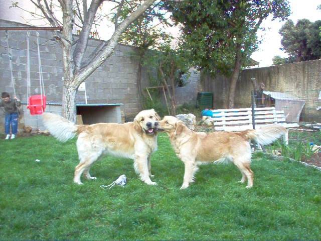 luky golden retriever - Golden Retriever