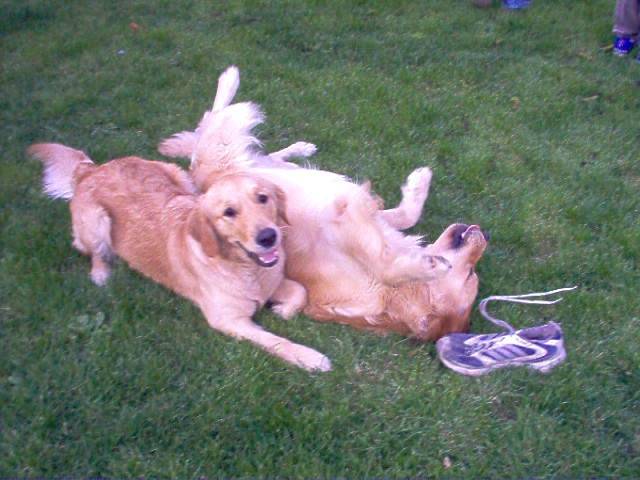 golden retriever/luky et théa - Golden Retriever
