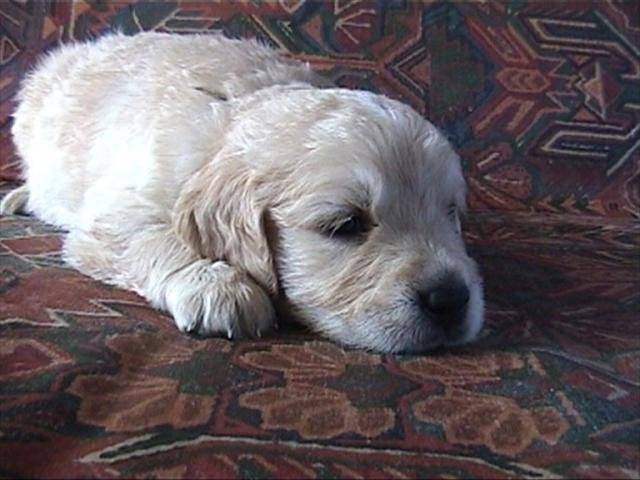 golden retriever/bébé de luky et théa - Golden Retriever