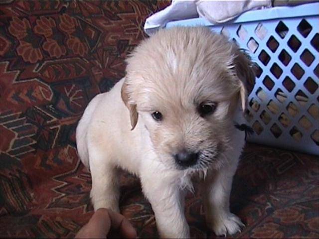 golden retriever/bébé de luky et théa - Golden Retriever