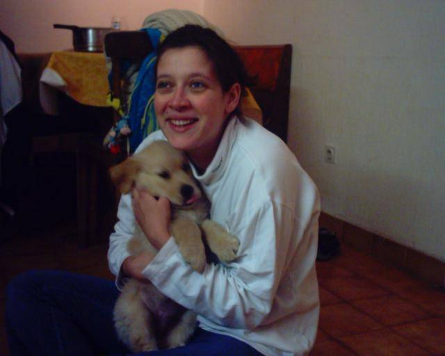 golden retriever/luky - Golden Retriever