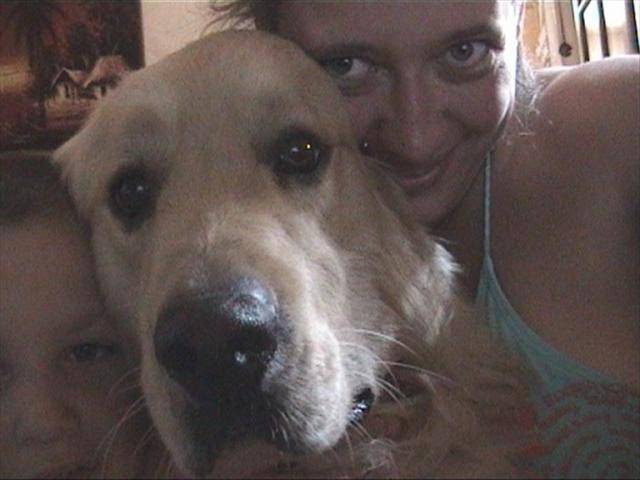 golden retriever/luky - Golden Retriever