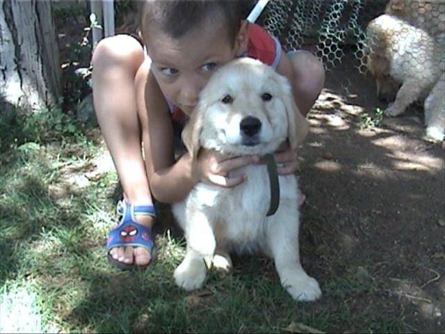 golden retriever/bébé de luky et théa - Golden Retriever