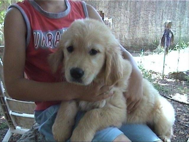 golden retriever/bébé de luky et théa - Golden Retriever