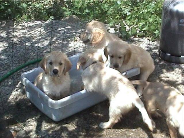 golden retriever/bébé de luky et théa - Golden Retriever
