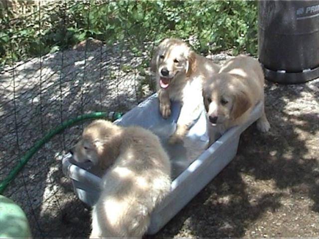 golden retriever/bébé de luky et théa - Golden Retriever