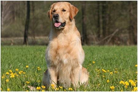 golden retriever - Golden Retriever