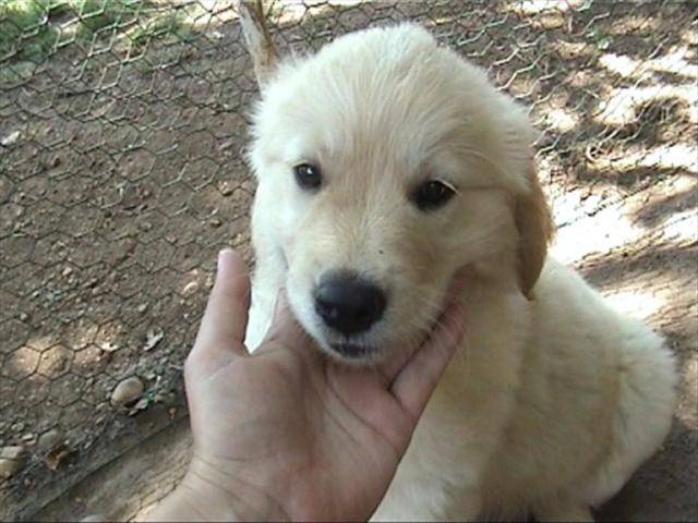 golden retriever/bébé de luky et théa - Golden Retriever