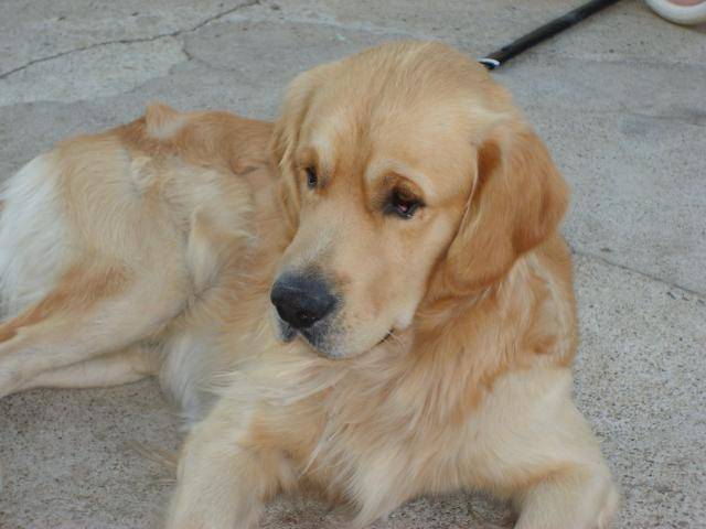 golden retriever/luky - Golden Retriever