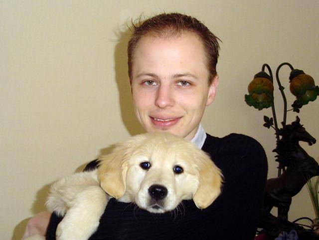 GOLDEN RETRIEVER VIKKI - Golden Retriever