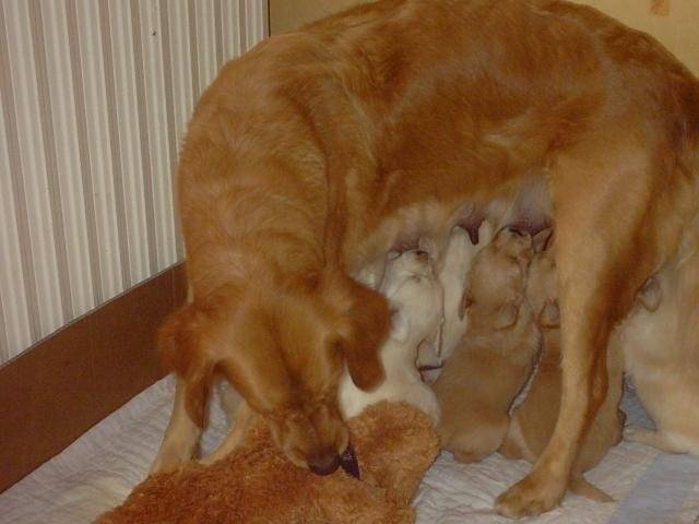 golden-rétriever us Tilia et ses BB - Golden Retriever
