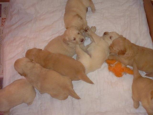 BB golden-retriever - Golden Retriever