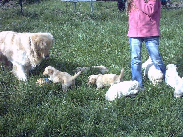 BB golden-retriever - Golden Retriever