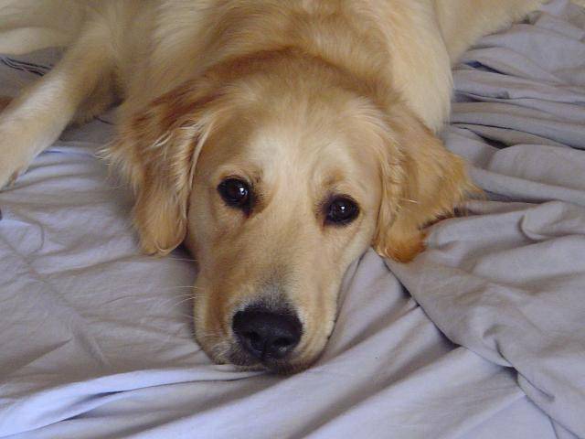 GOLDEN RETRIEVER VIKKI - Golden Retriever