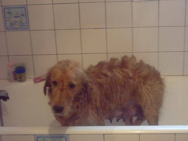 golden-rétriever us Tilia - Golden Retriever