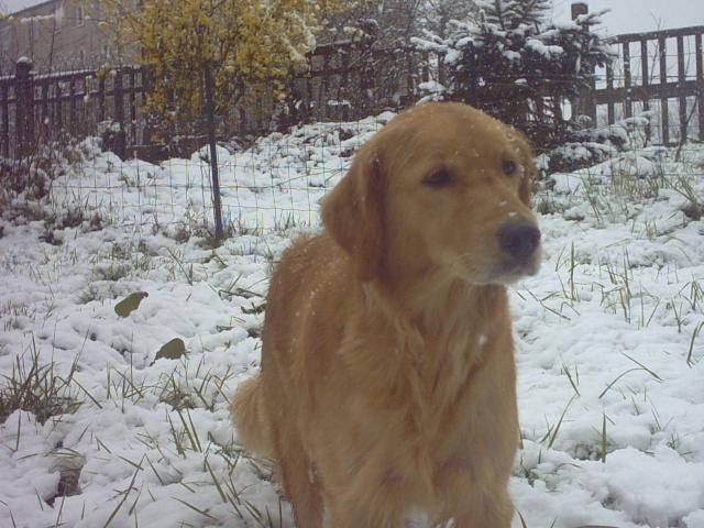 golden retriever velvet - Golden Retriever