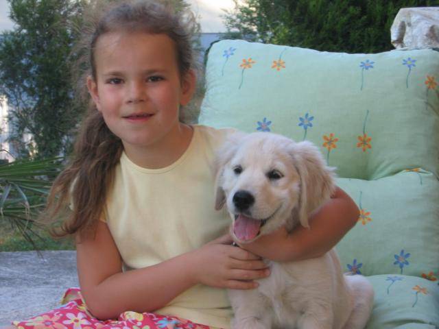 Golden Retriever Chiara - Golden Retriever
