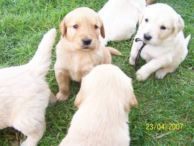 golden retriever - Golden Retriever