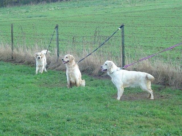 GOLDEN RETRIEVER VIKKI - Golden Retriever