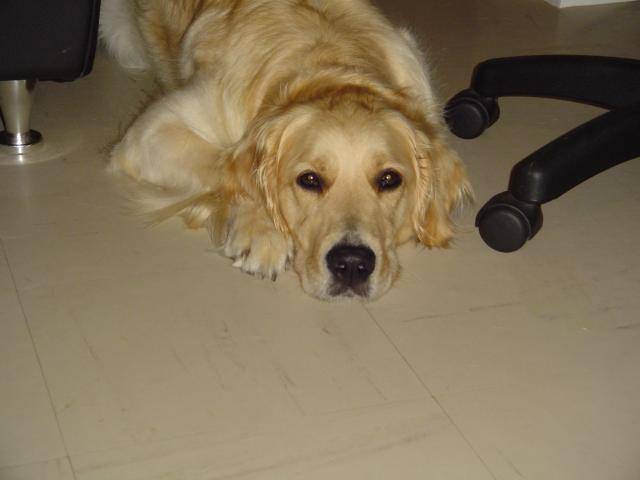 GOLDEN RETRIEVER VIKKI - Golden Retriever