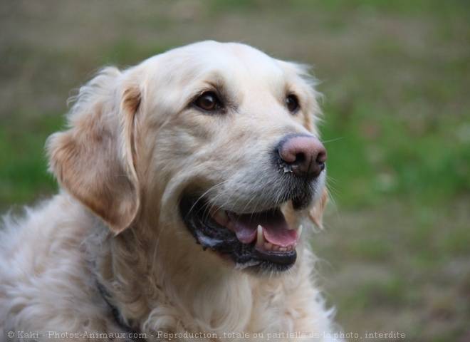 Hercule - Golden Retriever Mâle (3 ans)