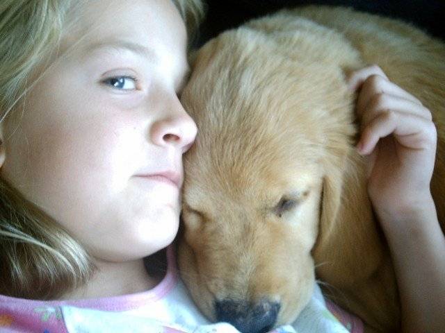 Golden retriever - Golden Retriever