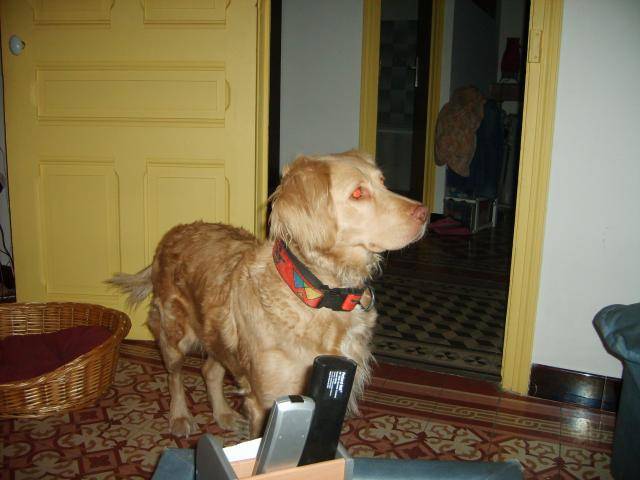 golden retriever keman 4 ans - Golden Retriever (4 ans)