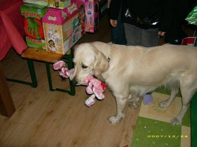 golden retriever chiara - Golden Retriever