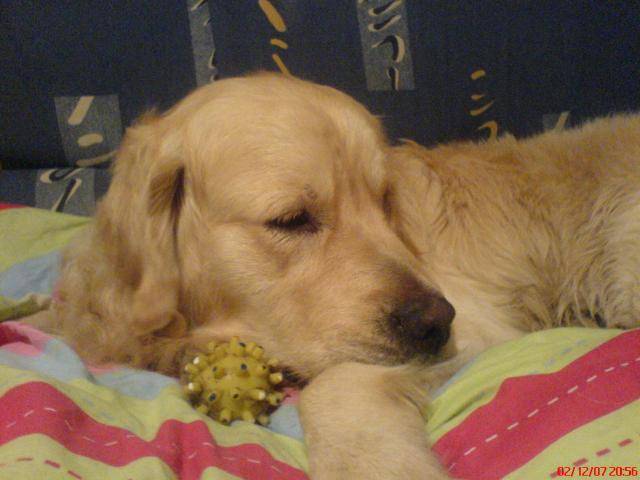 golden retriever Boomer - Golden Retriever